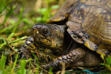 The Turtle