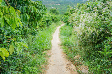 Footpath to hill