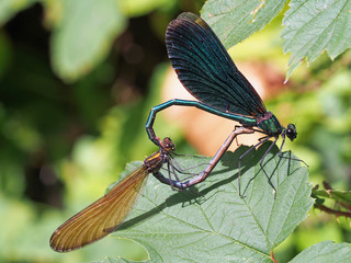 2 Blauflügel Prachtlibellen (calopteryx virgo) bilden Herz bei Paarung