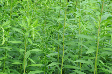 Weidenröschen vor der Blüte