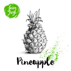 Hand drawn sketch pineapple poster. Vector pineapple eco food illustration. Hand drawn farm fresh badge. Summer and vacation symbol.