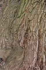 Aging willow tree bark texture background