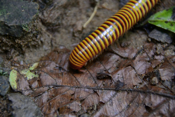Striped Millipede