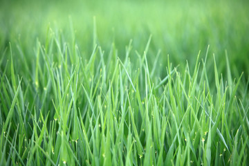 Fototapeta na wymiar Hintergrund aus frischen grünen Grashalmen