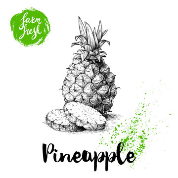 Hand drawn sketch pineapple poster. Vector pineapple with round slices eco food illustration. Hand drawn farm fresh badge.