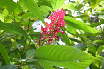 Obraz premium Scenes from the Rainforest