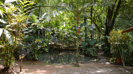 Scenes from the Rainforest