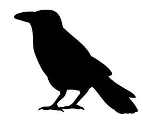 Vector, isolated silhouette of crows, crow, bird