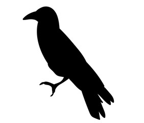 Vector, isolated silhouette of crows, crow,