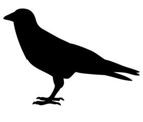 Vector, isolated silhouette of crows,