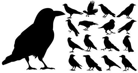 Vector, isolated silhouette of crows, crow, bird, set