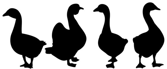 Vector, isolated silhouette goose, collection