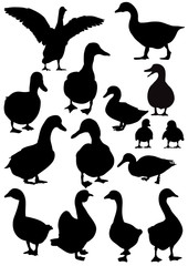 Vector, isolated silhouette of goose and ducks, collection
