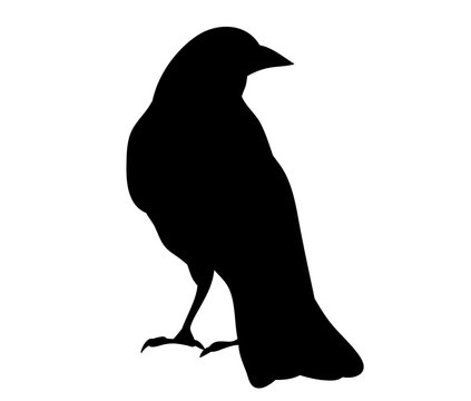 recommend clip art: Vector, isolated silhouette of crows, crow, bird