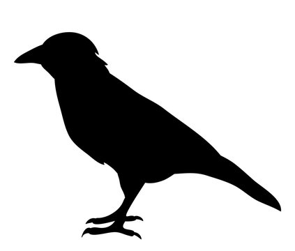  isolated silhouette of crows, crow, bird