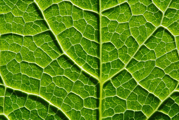 Texture of a green leaf as background