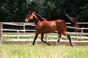 laufendes braunes Quarterhorse auf der Koppel im Sonnenschein