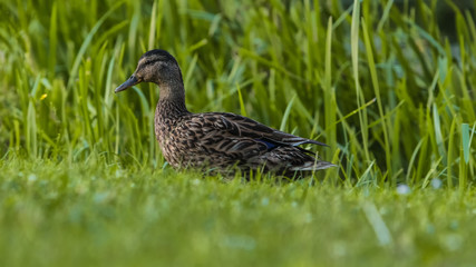 Kleiner als 'ne Ente