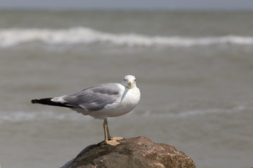 White seagull on the rocky sea beach