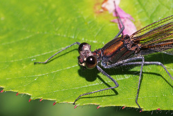 Blauflügel Prachtlibelle sitzt auf einem Blatt und schaut in Kamera