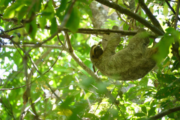 Three-Toed Sloth © rockerchick1080