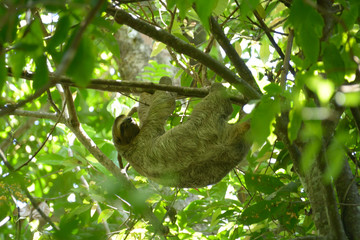 Three-Toed Sloth © rockerchick1080