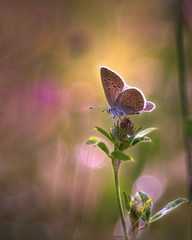 Papillon - Butterfly