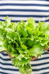 fresh green lettuce leaf close up