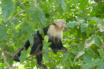 White-headed Capuchin