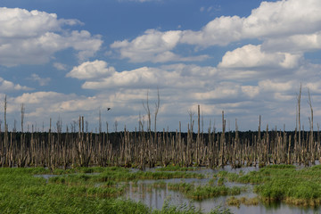 Fototapeta na wymiar swamp with oak deadwood an cormorant