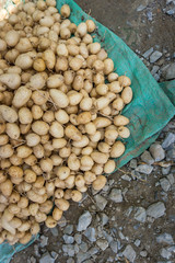 Ground chesnut. Calathea allouia