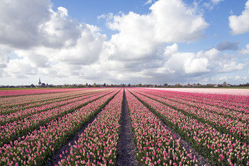 Fototapeta na wymiar Large field with beautiful pink tulips in spring