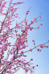 Pink Peach blossom on the blue sky