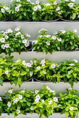 Group of white flowers