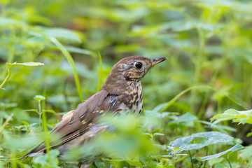 Thrush grasslander on grass