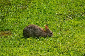 Rabbit foraging in the yard.