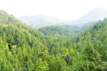 Misty mountain forest landscape covered by fog in Indonesia
