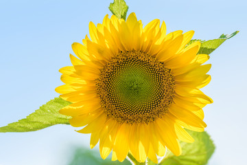 Obraz premium Voller Blütenstand einer strahlend gelben Sonnenblume