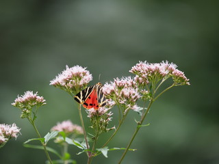 Rote Liste Schmetterling