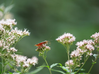 Rote Liste Schmetterling