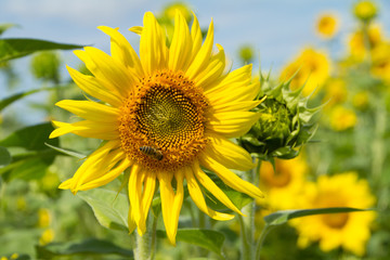 Sonnenblume