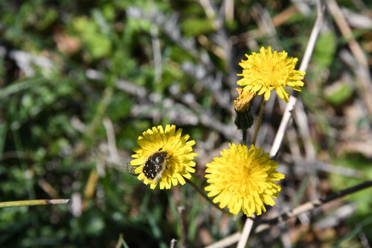 Fiori simili al tarassaco e Tropinota hirta