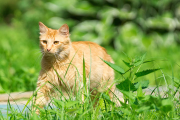 Naklejka na ściany i meble red cat on the grass
