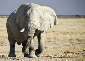 Fototapeta premium Elephants 10 - Etosha National Park - Namibia