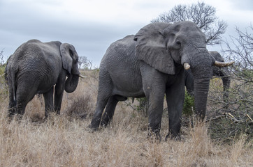 Naklejka na ściany i meble Elephants 11 - reservation Sabi Sands - South Africa