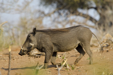 Feral Pig 1 - Chobe National Park - Botswana