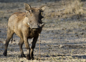 Feral Pig 2 - Nature reserve Mahango - Namibia