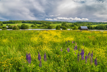 Lupins and buttercups in the meadow. Muranovo, Moscow region, Russia