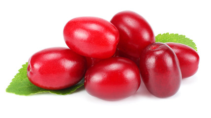 dogwood berries isolated on white background