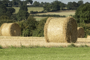 Bale of Hay